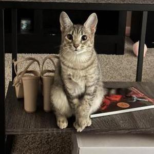 Lost Cat Azul