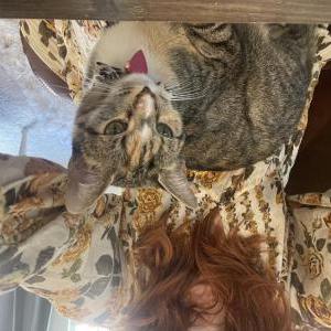 Lost Cat Mercy