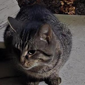 Found Cat unknown