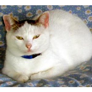 Lost Cat Bella
