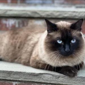 Lost Cat Patsy