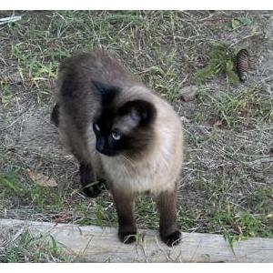 2nd Image of Patsy, Lost Cat