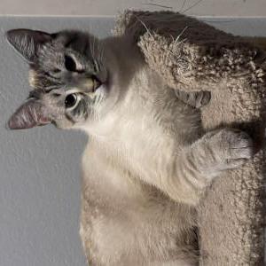 Lost Cat Tofu