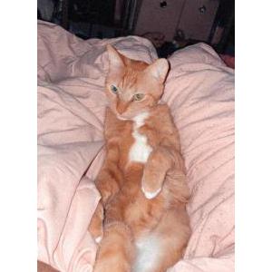 Lost Cat Eddie