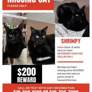 Lost Cat shrimpy
