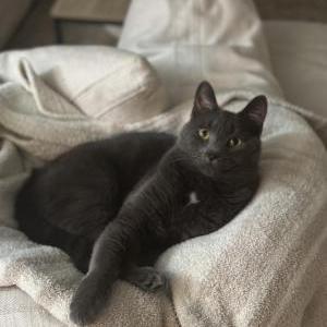 Lost Cat Trout