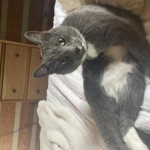 Lost Cat Baby