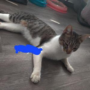 Lost Cat Jack
