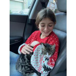 Lost Cat winter