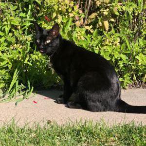Lost Cat Blaki