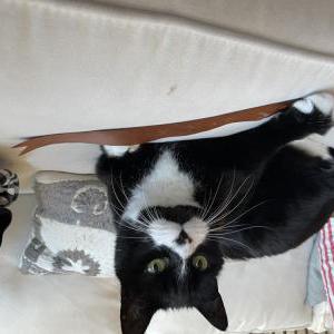 Lost Cat Skippy