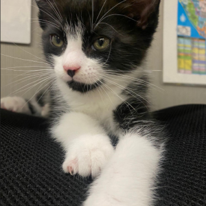 Lost Cat Figaro