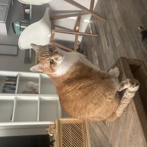 Lost Cat Grumpy