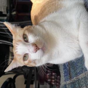 Lost Cat Hobo