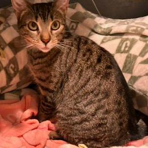 Lost Cat Olive