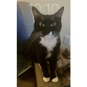 Lost Cat Little miss