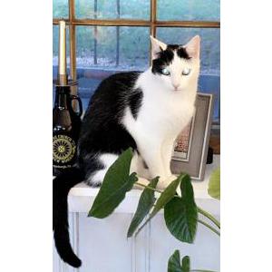 Lost Cat Bella aka Bub