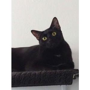 Lost Cat Zach/Zacharie