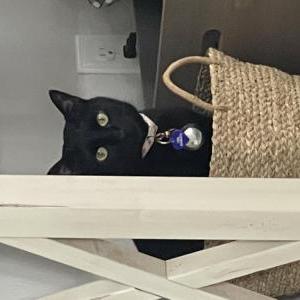 Lost Cat Luna