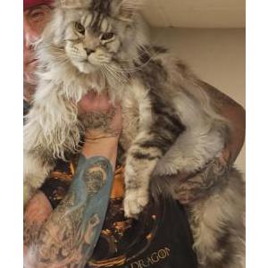 Lost Cat Ichero