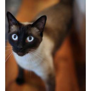 Lost Cat Marshmallow