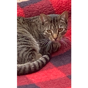 Lost Cat Ember/kiko