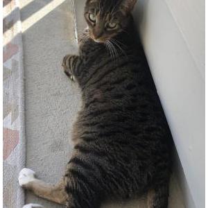 Lost Cat Clifton