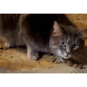 Lost Cat Gus (barn cat)