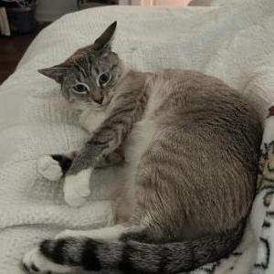 Lost Cat Dumplin