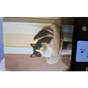 Lost Cat Pete or Little Boy