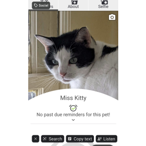 Lost Cat Miss Kitty