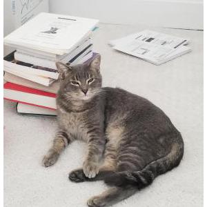 Lost Cat Moonlight
