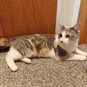 Image of unknown, Found Cat
