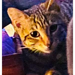 Lost Cat Carlos