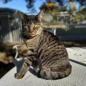 Lost Cat Mouse