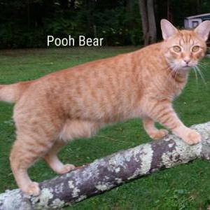 Lost Cat Pooh Bear