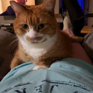 Lost Cat Garfield