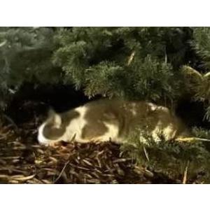 Found Cat Unknown