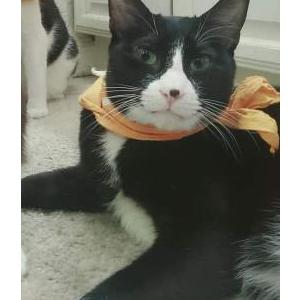 Lost Cat Fatty