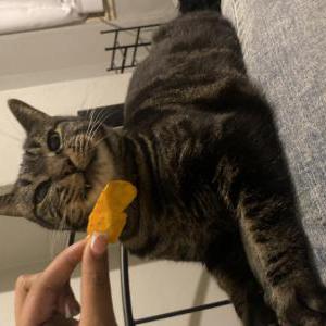 Lost Cat Gee Gee