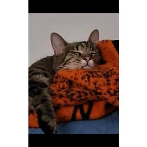Lost Cat Phoebe
