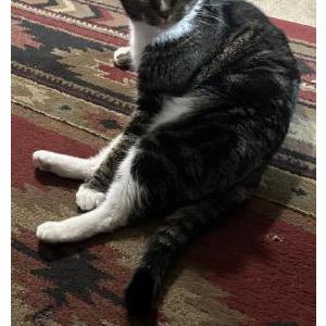 Lost Cat Oscar