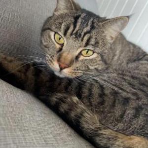 Lost Cat Leo