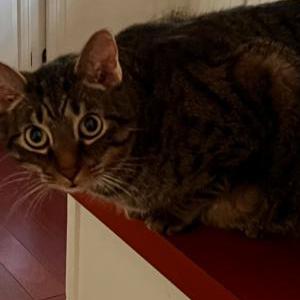 Lost Cat Tito