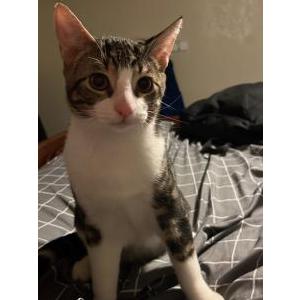 Lost Cat Eleno