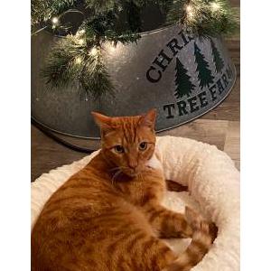 Lost Cat Winston