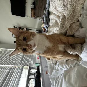 Lost Cat Cooper