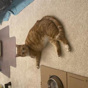 Found Cat Unknown