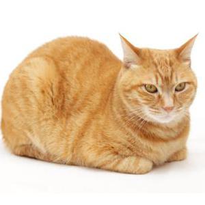 Lost Cat Allah