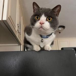 Lost Cat Stitch